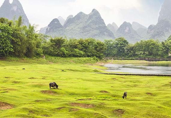 Countryside landscape and water buffalos in Yangsho, China