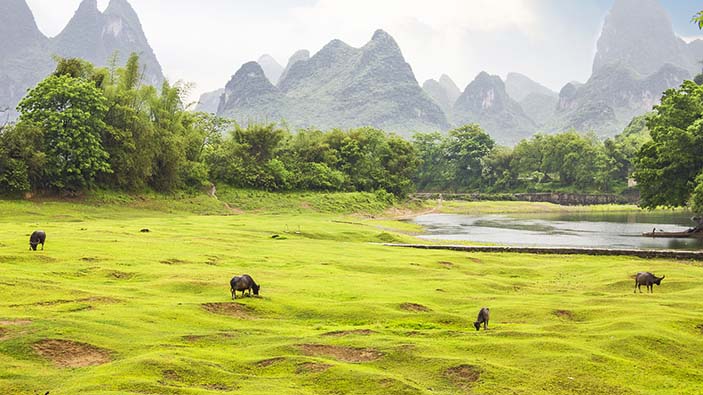 Countryside landscape and water buffalos in Yangsho, China