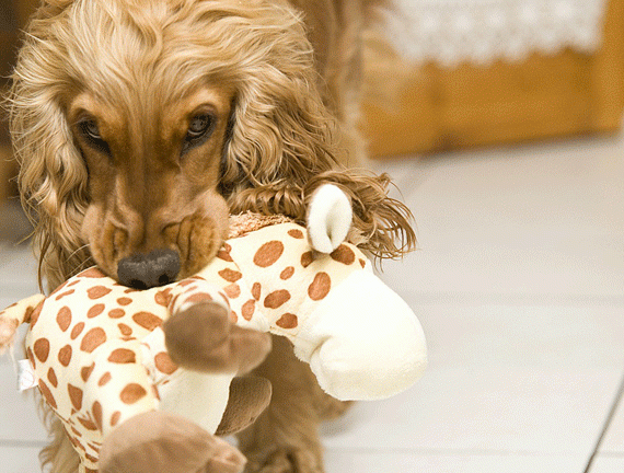 Dog Playing with Giraffe Dog Toy