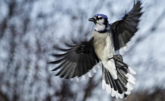 Blue jay in flight