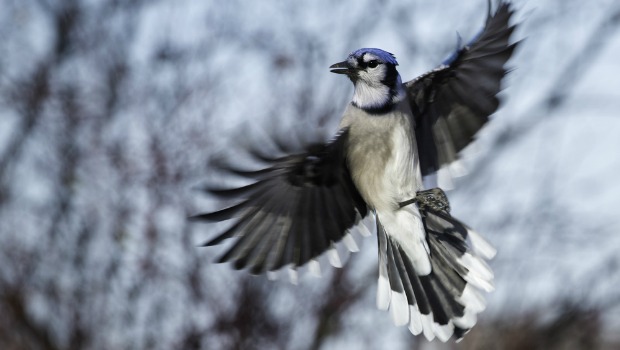 Blue jay in flight