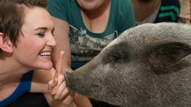 Norman the Therapy Pig!