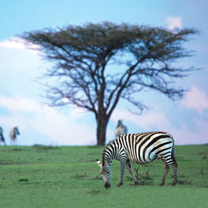 Maasai Mara, Kenya