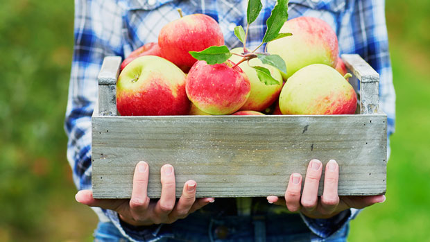 Woman holding a crate of apples.