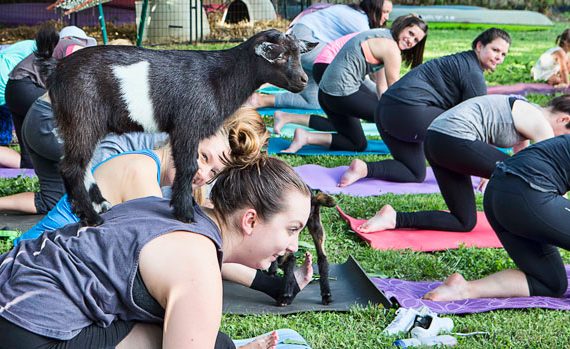 Goat yoga class