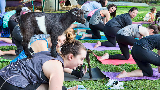 Goat yoga class