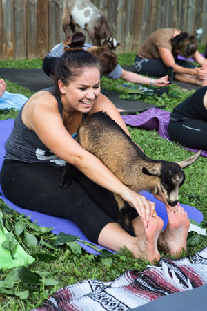 Goat yoga class