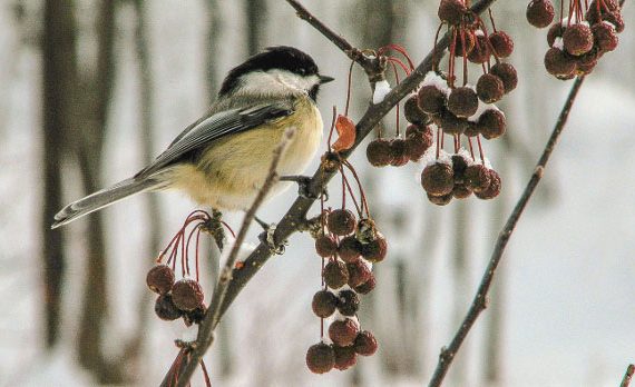 Bird on a branch