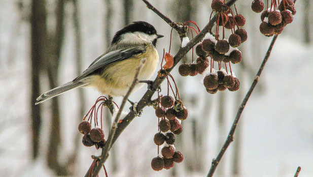 Bird on a branch