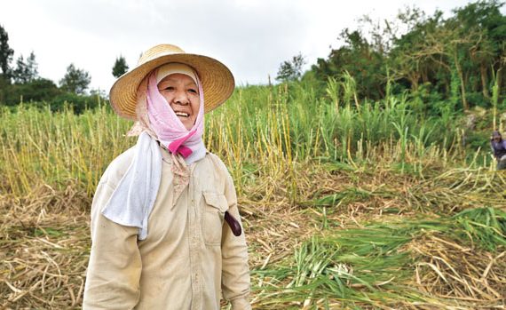 Woman working in the fields in Okinawa