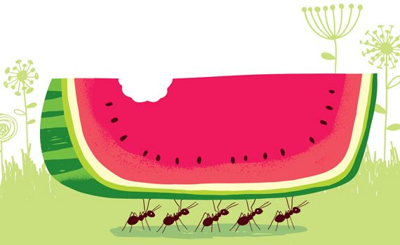 Ants working together carrying a piece of watermelon