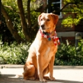 SO HAPPY FOR YOU ELMHURST RESEARCH LINKS PET SPENDING TO JOY