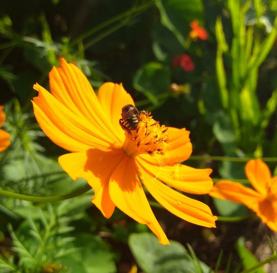 Visit of the bee (Melipona quadrifasciata) in the flower of cosmos (Cosmos sulphureus).